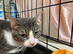 Khloe Marie, Domestic Shorthair For Adoption In Kennedale, Texas