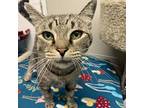 Lacey, Domestic Shorthair For Adoption In Beacon, New York