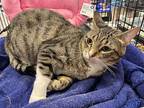 Kitty Boots, Domestic Shorthair For Adoption In Kennedale, Texas