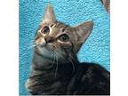 Toby, Domestic Shorthair For Adoption In Columbia, South Carolina