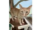 Joey, Domestic Shorthair For Adoption In New York, New York