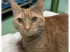 Janey, American Shorthair For Adoption In New York, New York