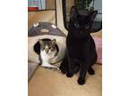 We Are The 'beans'! (pinto And Fava) :-), Domestic Shorthair For Adoption In