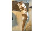 Gio, Domestic Shorthair For Adoption In Columbia, South Carolina