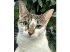 Ruthie, Domestic Shorthair For Adoption In New York, New York