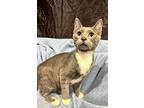 Silver, Domestic Shorthair For Adoption In Columbia, South Carolina