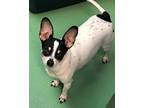 Bailey, Rat Terrier For Adoption In New York, New York