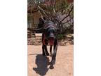 Tucum, Labrador Retriever For Adoption In Las Cruces, New Mexico