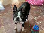 Josie, Boston Terrier For Adoption In Las Cruces, New Mexico