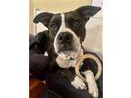 Dottie, Terrier (unknown Type, Medium) For Adoption In Candler, North Carolina