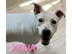 Xena, Terrier (unknown Type, Small) For Adoption In El Dorado, Arkansas