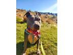Phoenix, American Pit Bull Terrier For Adoption In Twin Falls, Idaho