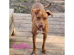 Shelley, American Pit Bull Terrier For Adoption In Birmingham, Alabama