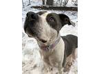 Gravy, Staffordshire Bull Terrier For Adoption In Houghton, Michigan