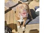 Joy, American Pit Bull Terrier For Adoption In Birmingham, Alabama