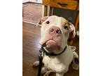 Professor Domino, American Pit Bull Terrier For Adoption In Birmingham, Alabama