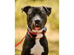 Stanley, American Staffordshire Terrier For Adoption In Plant City, Florida