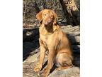 Frederick, Labrador Retriever For Adoption In Lebanon, Tennessee