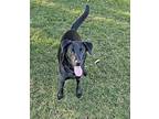 Nayla, Labrador Retriever For Adoption In Collingswood, New Jersey
