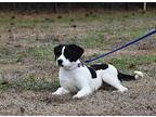 Carolina, Labrador Retriever For Adoption In Summit, New Jersey