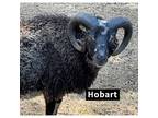 Hobart And Jameson, Sheep For Adoption In Sultan, Washington
