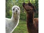 Larry, Curly, And Moe, Alpaca For Adoption In Sultan, Washington