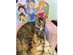 Maggie, Domestic Shorthair For Adoption In Crescent City, Florida