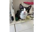 Tim, Domestic Shorthair For Adoption In Guelph, Ontario