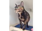 Gina, Domestic Shorthair For Adoption In Guelph, Ontario