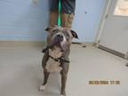 Draco 2/29/2024, American Pit Bull Terrier For Adoption In Wichita Falls, Texas
