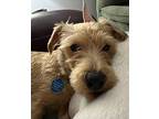 Rusty, Westie, West Highland White Terrier For Adoption In Omaha, Nebraska