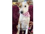 Perwinkle Lonestar, Jack Russell Terrier For Adoption In Rockaway, New Jersey