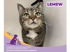 Lemew, Domestic Shorthair For Adoption In Eighty Four, Pennsylvania