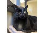 Viola, Domestic Shorthair For Adoption In Webster, Wisconsin