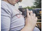 Zelda And Tula, Rat For Adoption In Mankato, Minnesota