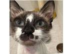 Clawdia Schiffer, Siamese For Adoption In Monrovia, California