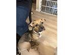 Dylan (halloweentown Pups), Labrador Retriever For Adoption In Alexandria