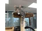 Adopt Van a Gray or Blue Domestic Shorthair / Mixed cat in Huntsville