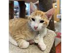 Adopt Morrison a Orange or Red Domestic Shorthair / Mixed cat in Huntsville