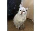 Adopt Misty a White Siamese / Mixed (long coat) cat in Tucson, AZ (36062550)