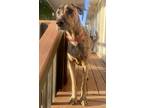 Adopt Falkor a Brindle Great Dane / Irish Wolfhound / Mixed dog in Carl