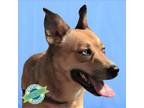 Adopt Kairi a Tan/Yellow/Fawn Mixed Breed (Medium) / Mixed dog in Las Cruces