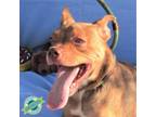 Adopt Dobby a Tan/Yellow/Fawn Mixed Breed (Medium) / Mixed dog in Las Cruces