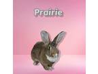 Adopt Prairie a Agouti American (short coat) rabbit in Williston, FL (32222364)