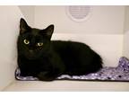 Adopt Steel Vengeance a Domestic Shorthair / Mixed (short coat) cat in Dearborn