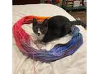 Adopt Silver a Gray or Blue Domestic Shorthair / Mixed cat in New York