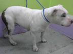 Adopt DARLA a White - with Gray or Silver American Staffordshire Terrier / Mixed