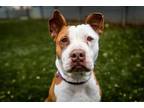 Adopt DIAMOND a White - with Brown or Chocolate American Pit Bull Terrier /