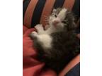 Adopt Mocha a Black & White or Tuxedo Calico cat in West Monroe, LA (38277874)