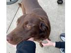 Adopt Bentley a Brown/Chocolate Labrador Retriever / Border Collie / Mixed dog